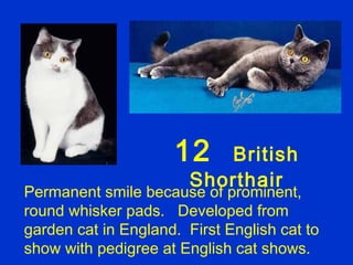 12    British
                        Shorthair
Permanent smile because of prominent,
round whisker pads. Developed from
garden cat in England. First English cat to
show with pedigree at English cat shows.
 