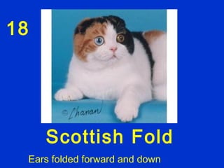 18




        Scottish Fold
     Ears folded forward and down
 