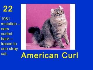 22
1981
mutation –
ears
curled
back –
traces to
one stray
cat.
             American Curl
 