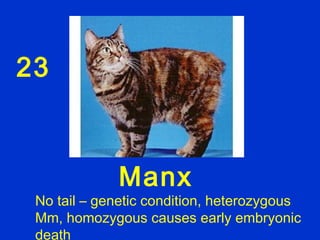 23



             Manx
 No tail – genetic condition, heterozygous
 Mm, homozygous causes early embryonic
 death
 