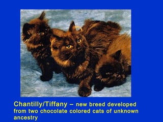 Chantilly/Tiffany – new breed developed
from two chocolate colored cats of unknown
ancestry
 