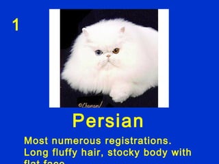 1




             Persian
    Most numerous registrations.
    Long fluffy hair, stocky body with
 