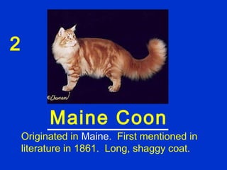 2


          Maine Coon
    Originated in Maine. First mentioned in
    literature in 1861. Long, shaggy coat.
 