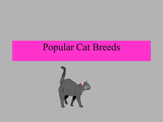 Popular Cat Breeds
 