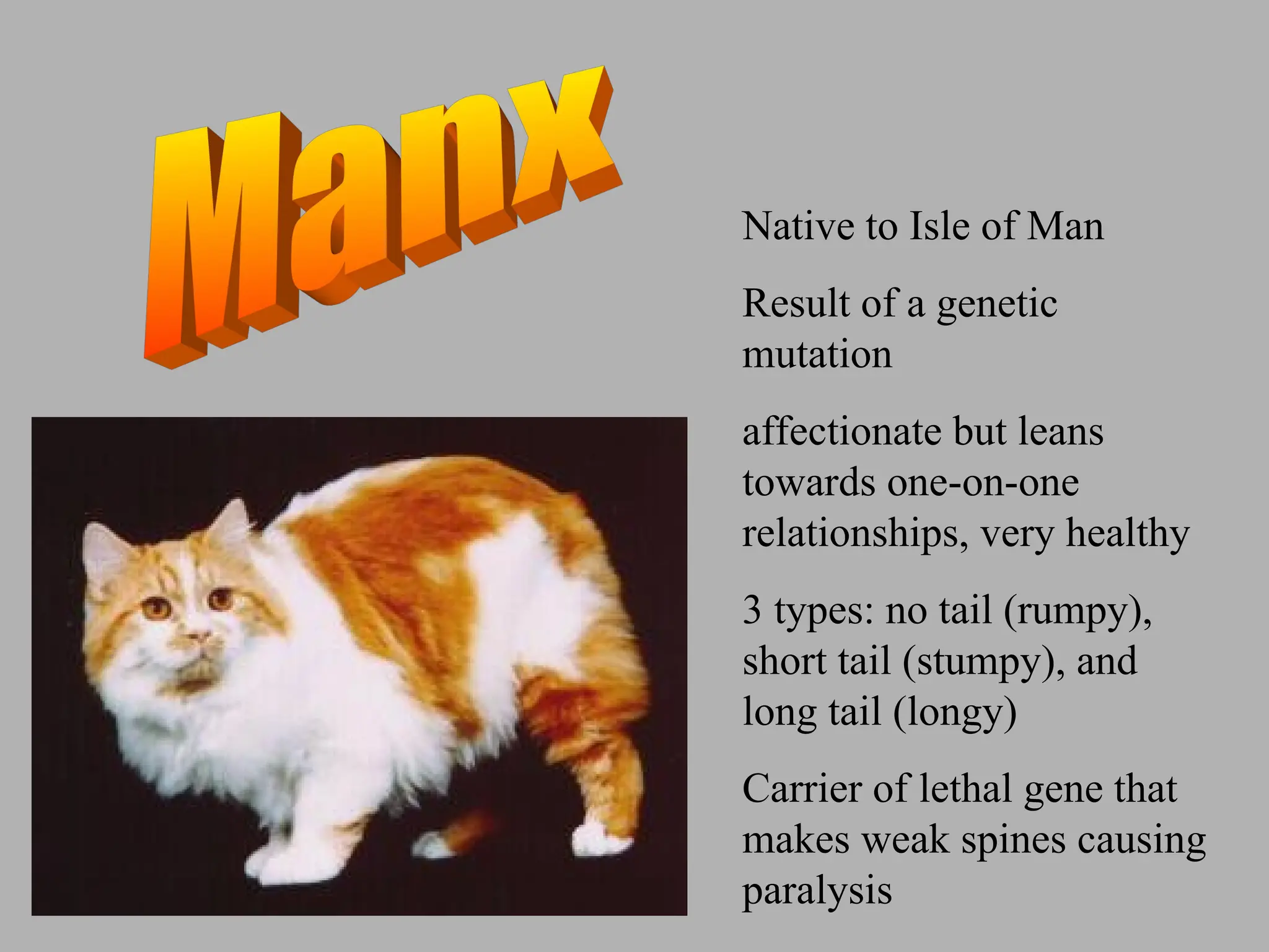 Native to Isle of Man
Result of a genetic
mutation
affectionate but leans
towards one-on-one
relationships, very healthy
3 types: no tail (rumpy),
short tail (stumpy), and
long tail (longy)
Carrier of lethal gene that
makes weak spines causing
paralysis
 