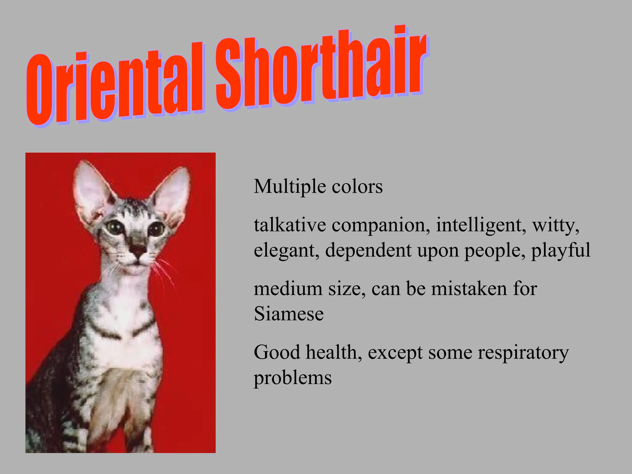Multiple colors
talkative companion, intelligent, witty,
elegant, dependent upon people, playful
medium size, can be mistaken for
Siamese
Good health, except some respiratory
problems
 
