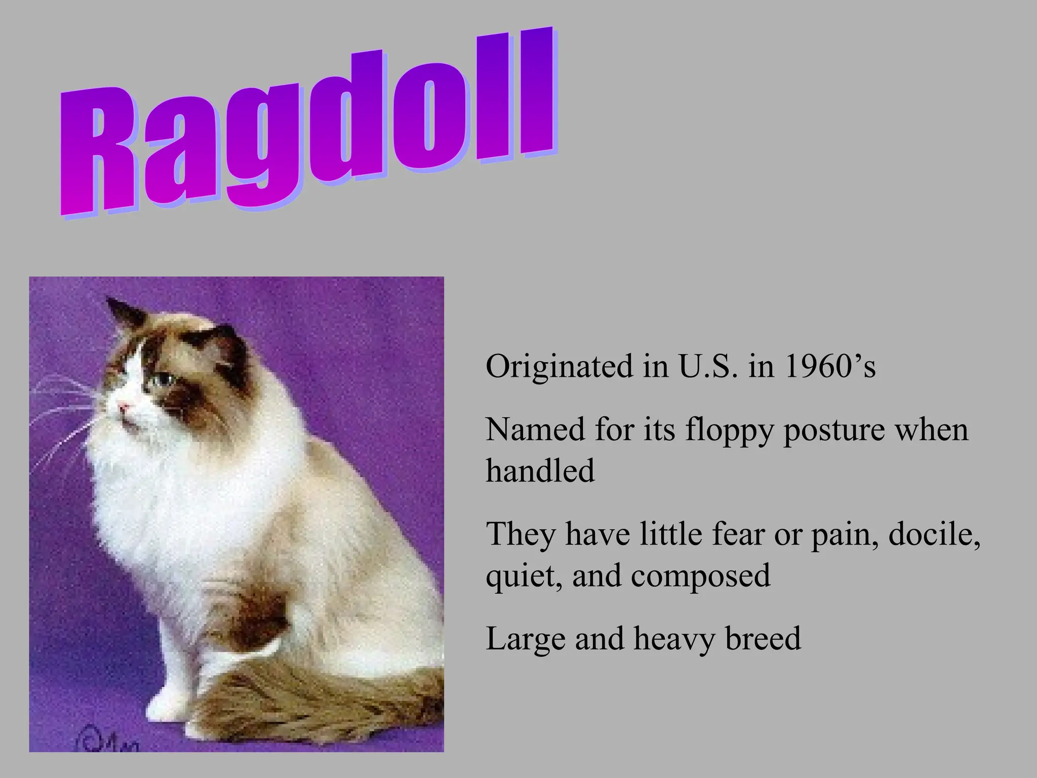 Originated in U.S. in 1960’s
Named for its floppy posture when
handled
They have little fear or pain, docile,
quiet, and composed
Large and heavy breed
 