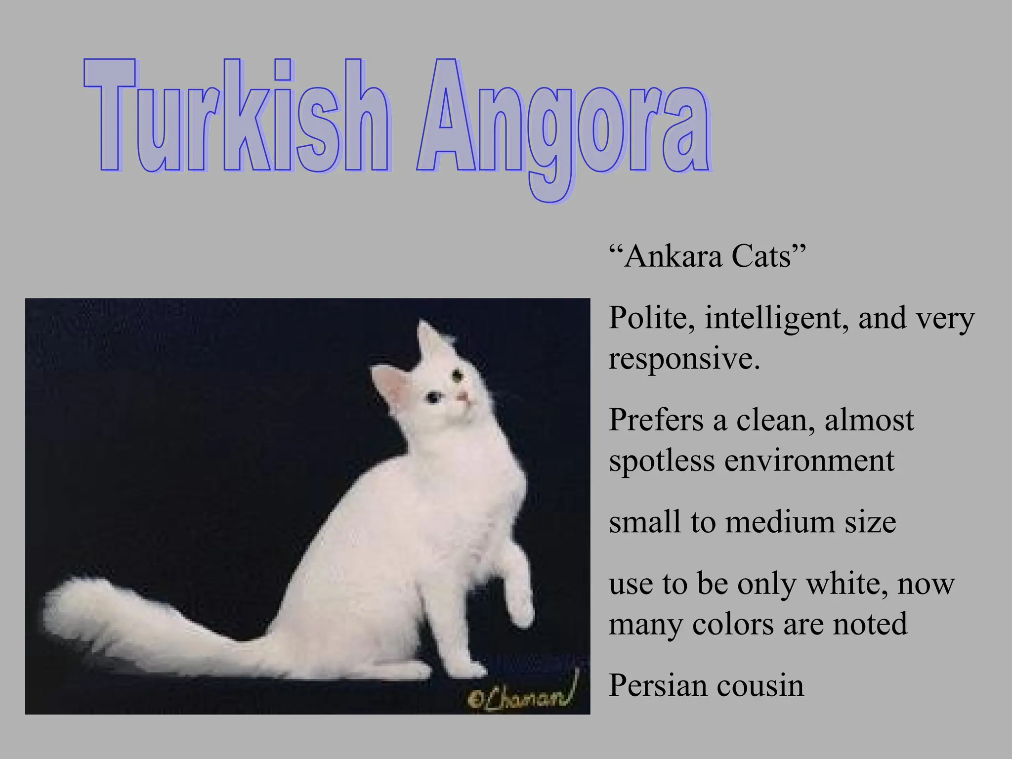 “Ankara Cats”
Polite, intelligent, and very
responsive.
Prefers a clean, almost
spotless environment
small to medium size
use to be only white, now
many colors are noted
Persian cousin
 