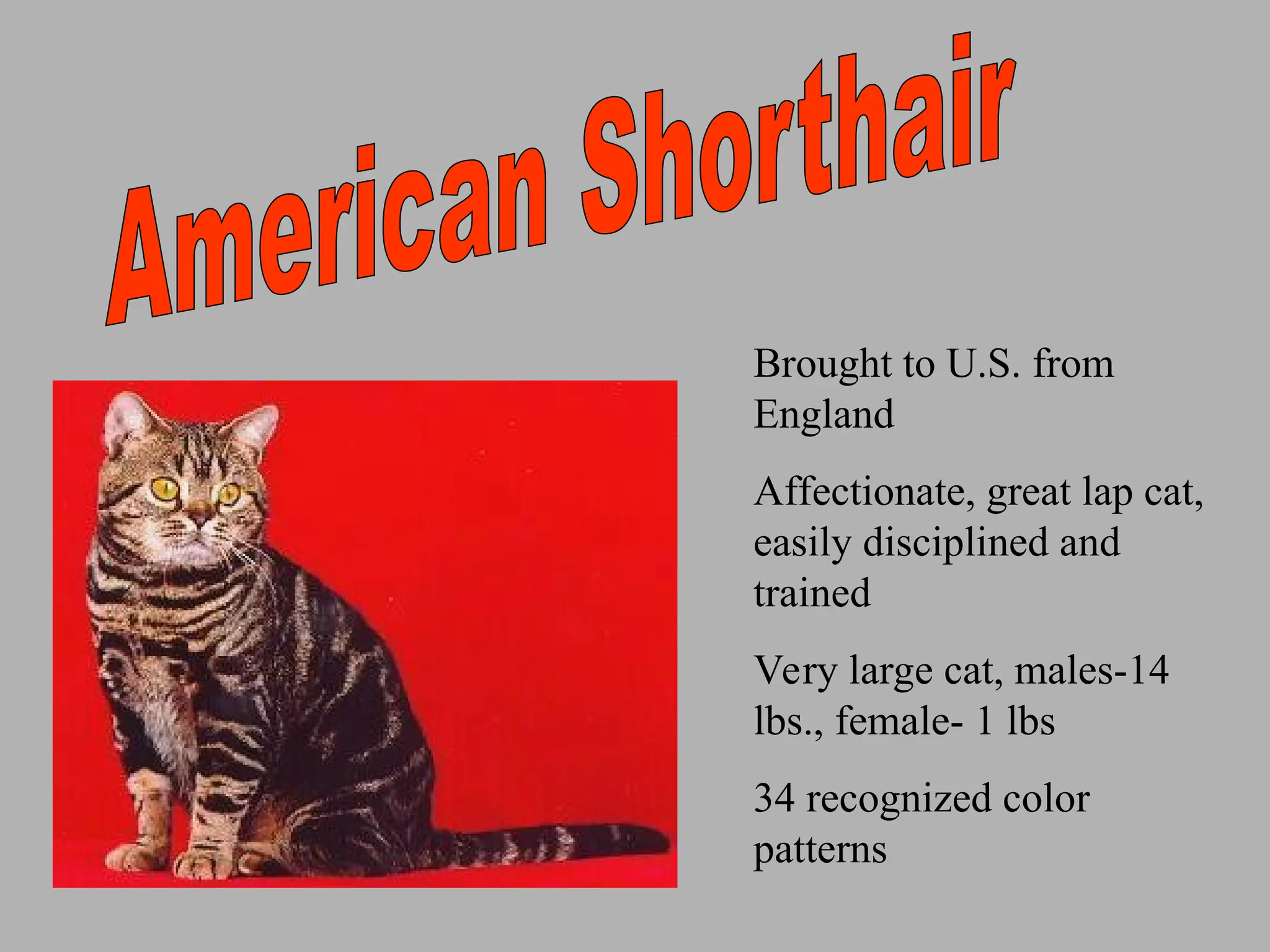 Brought to U.S. from
England
Affectionate, great lap cat,
easily disciplined and
trained
Very large cat, males-14
lbs., female- 1 lbs
34 recognized color
patterns
 