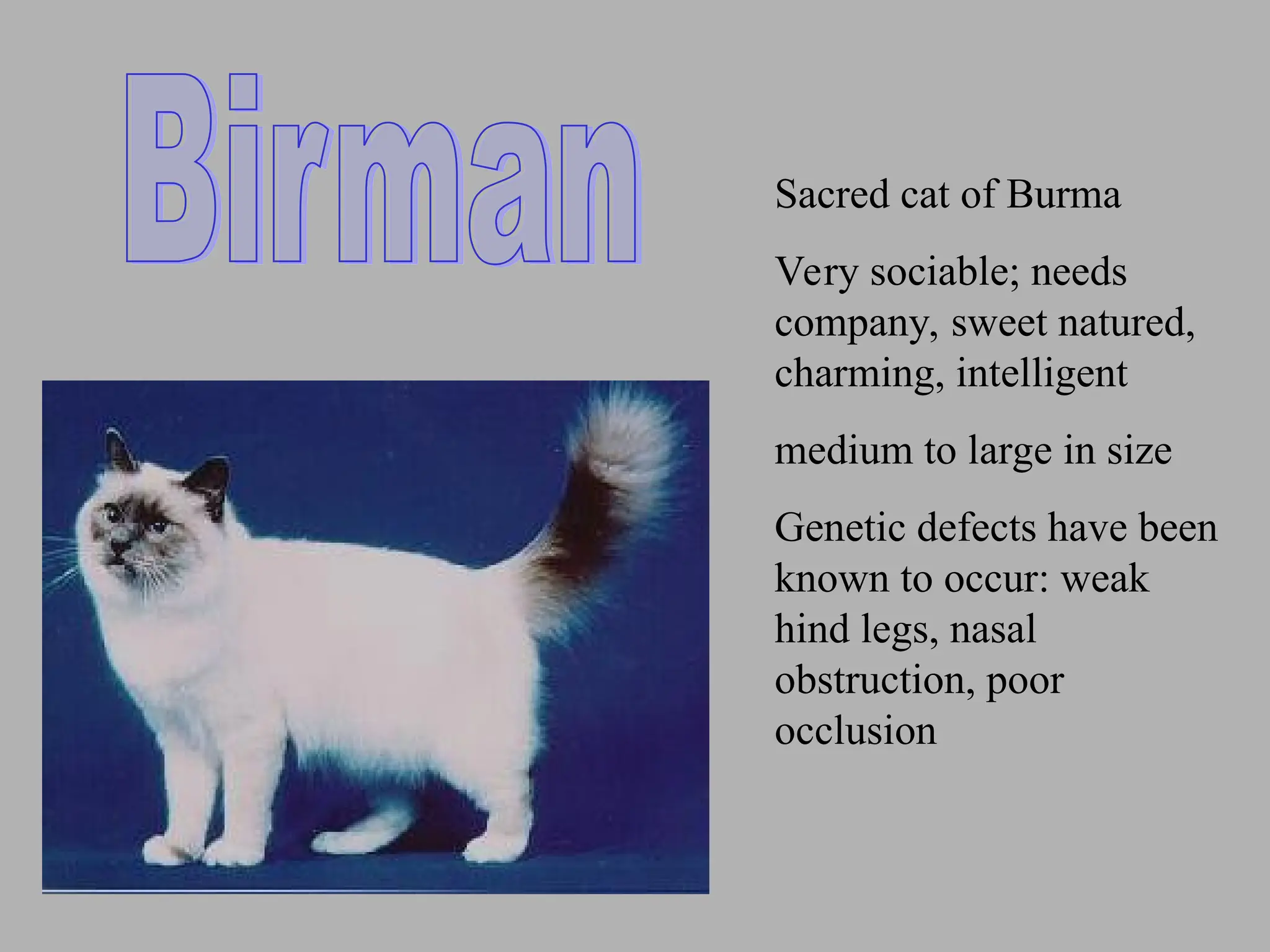 Sacred cat of Burma
Very sociable; needs
company, sweet natured,
charming, intelligent
medium to large in size
Genetic defects have been
known to occur: weak
hind legs, nasal
obstruction, poor
occlusion
 