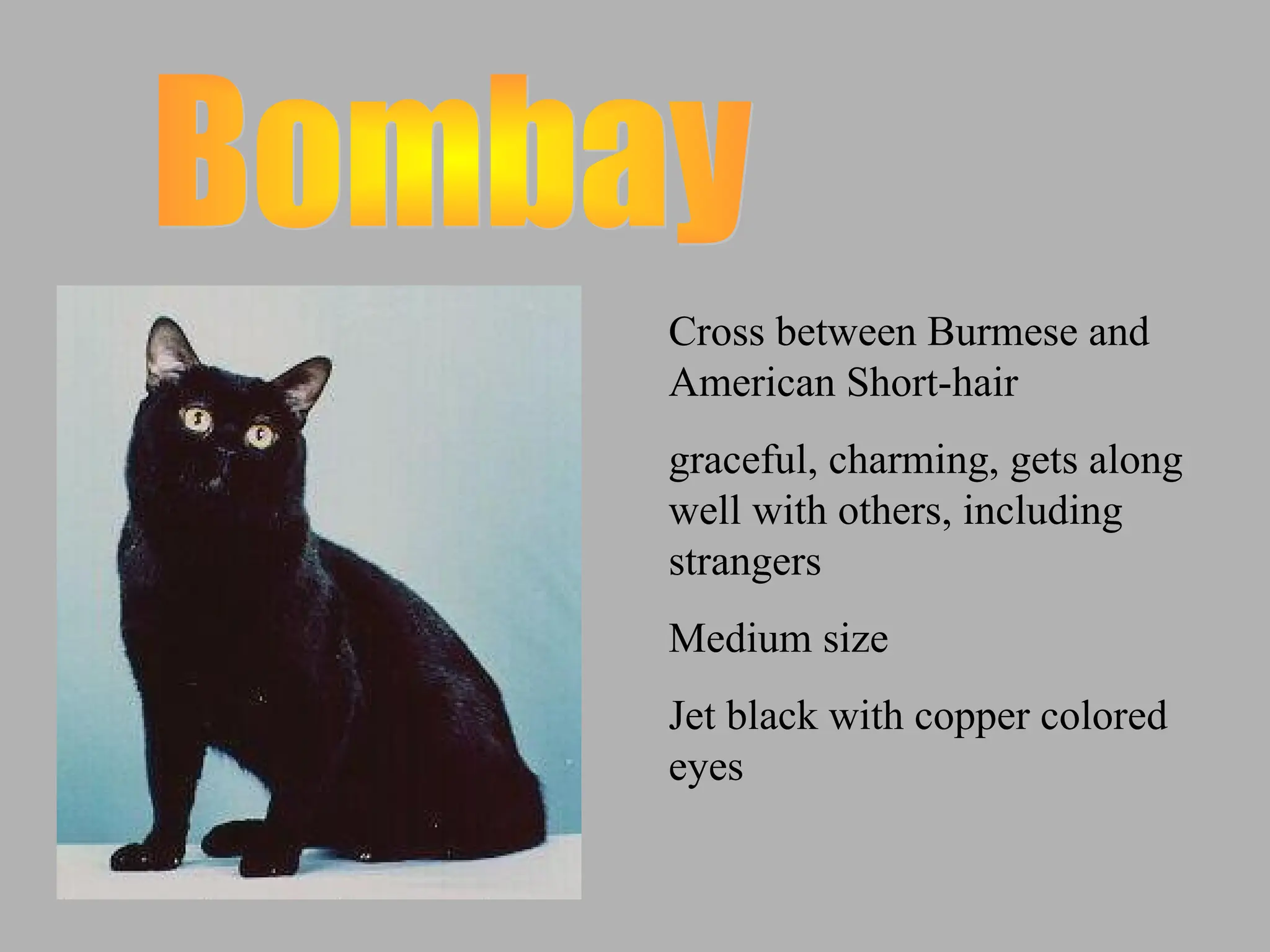 Cross between Burmese and
American Short-hair
graceful, charming, gets along
well with others, including
strangers
Medium size
Jet black with copper colored
eyes
 