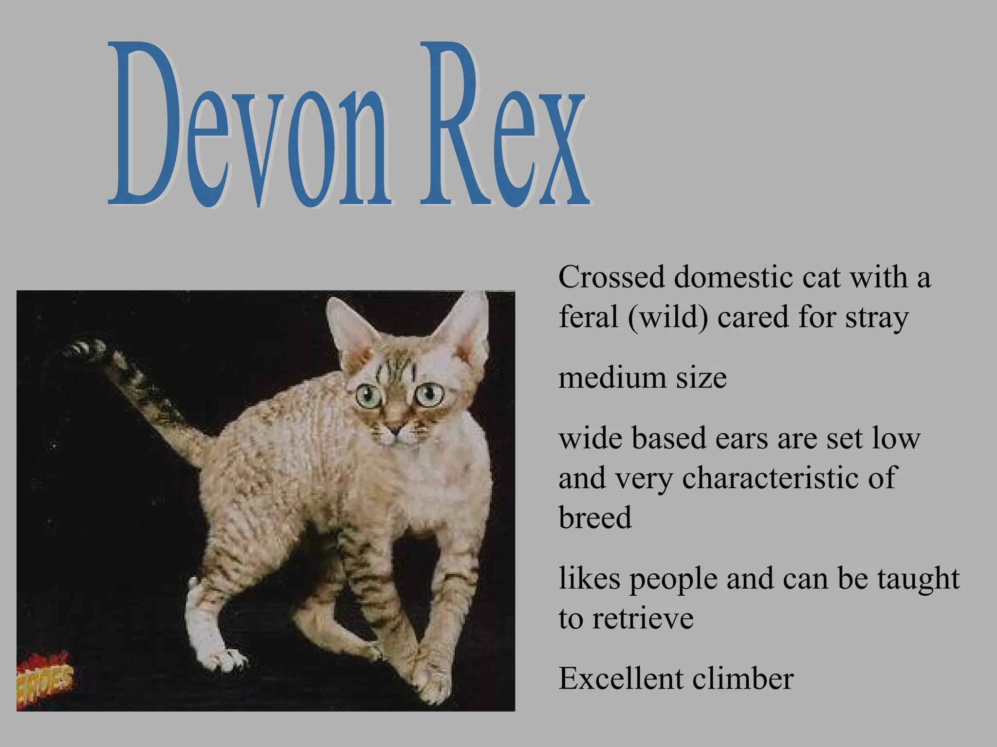 Crossed domestic cat with a
feral (wild) cared for stray
medium size
wide based ears are set low
and very characteristic of
breed
likes people and can be taught
to retrieve
Excellent climber
 