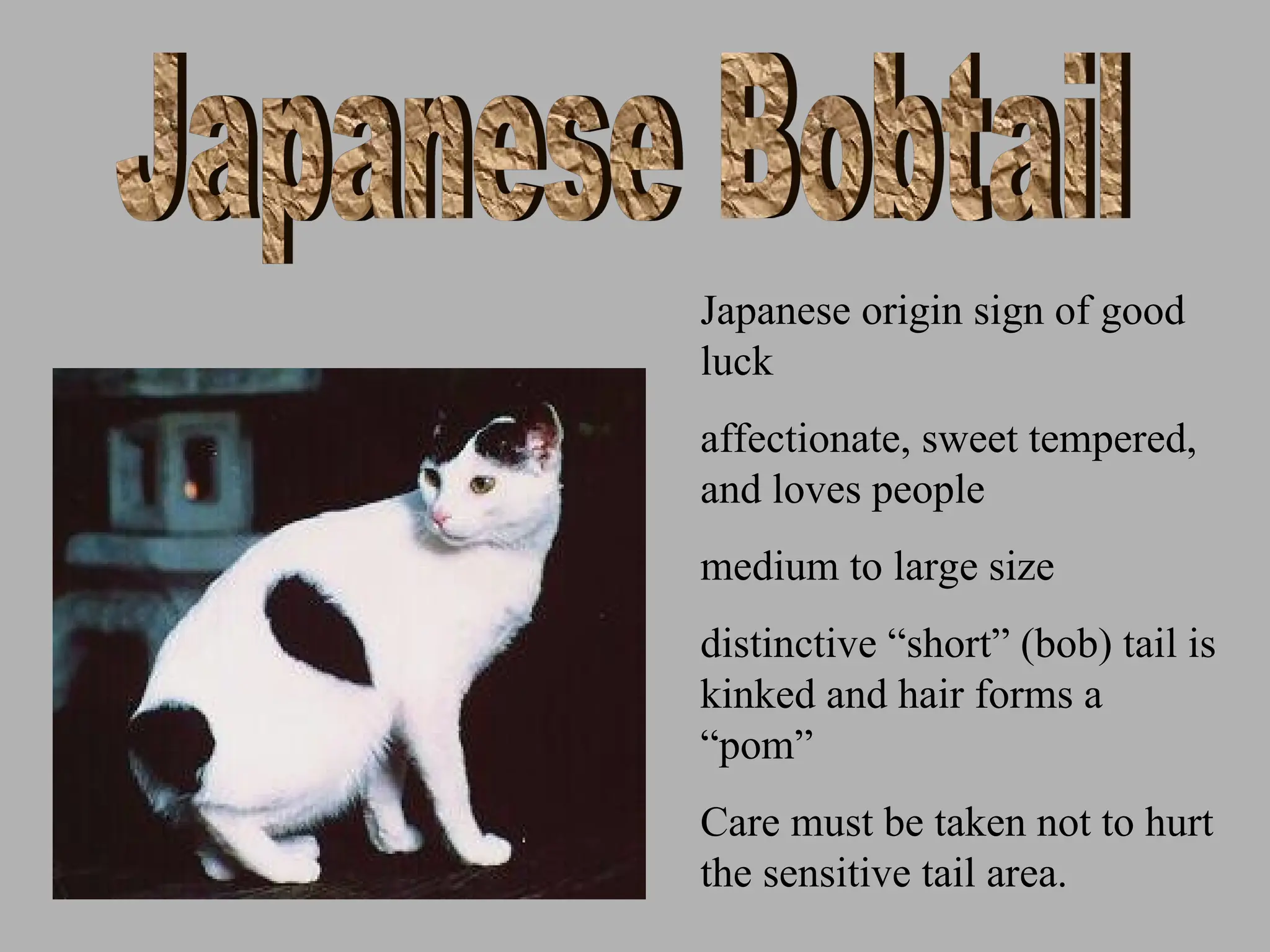 Japanese origin sign of good
luck
affectionate, sweet tempered,
and loves people
medium to large size
distinctive “short” (bob) tail is
kinked and hair forms a
“pom”
Care must be taken not to hurt
the sensitive tail area.
 