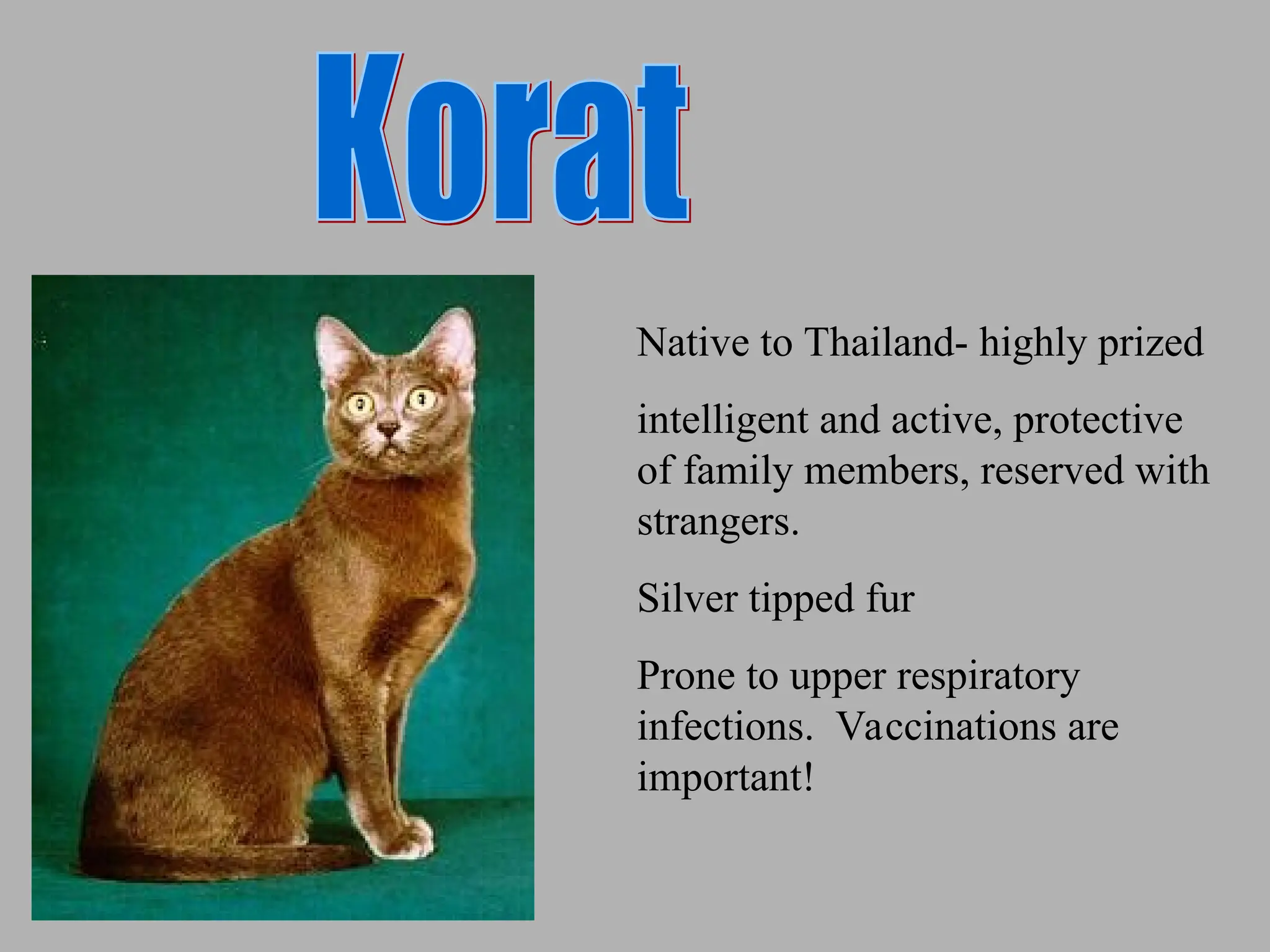 Native to Thailand- highly prized
intelligent and active, protective
of family members, reserved with
strangers.
Silver tipped fur
Prone to upper respiratory
infections. Vaccinations are
important!
 