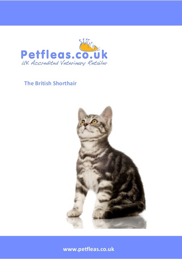 Cat Breeds The British Shorthair