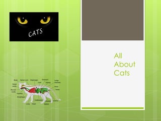 All
About
Cats
 