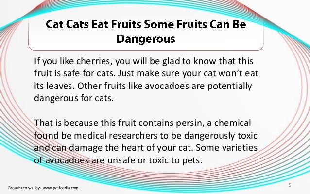 Can cats eat grapes?