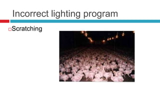 Incorrect lighting program
Scratching

 