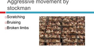 Aggressive movement by
    stockman
Scratching
Bruising

Broken limbs
 