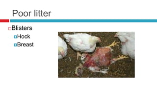 Poor litter
Blisters


    Hock

    Breast
 