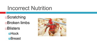 Incorrect Nutrition
Scratching
Broken limbs

Blisters

    Hock

    Breast
 