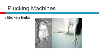 Plucking Machines
Broken limbs

 