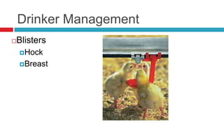 Drinker Management
Blisters


    Hock

    Breast
 