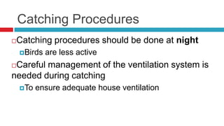 Catching Procedures
Catching procedures should be done at night
    Birds   are less active
Careful management of the ventilation system is
needed during catching
    To   ensure adequate house ventilation
 