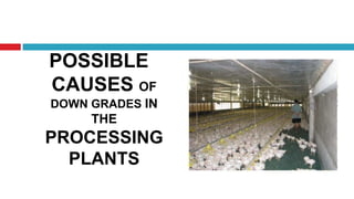 POSSIBLE
CAUSES OF
DOWN GRADES IN
     THE
PROCESSING
  PLANTS
 