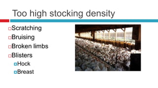 Too high stocking density
Scratching
Bruising

Broken limbs

Blisters

    Hock

    Breast
 