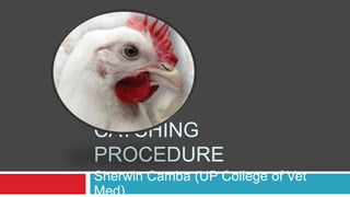 CATCHING
PROCEDURE
Sherwin Camba (UP College of Vet
Med)
 