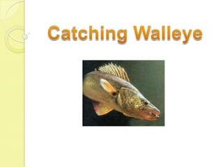 Catching Walleye 