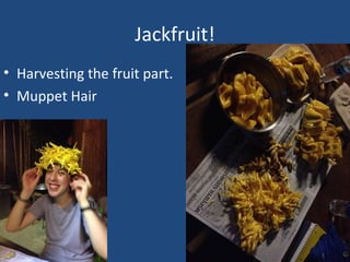 Jackfruit!
• Harvesting the fruit part.
• Muppet Hair
 