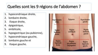 Quelles sont les 9 régions de l'abdomen ?
1. hypocondriaque droite,
2. lombaire droite,
3. iliaque droite,
4. épigastrique,
5. ombilicale,
6. hypogastrique (ou pubienne),
7. hypocondriaque gauche,
8. lombaire gauche et
9. iliaque gauche.
 