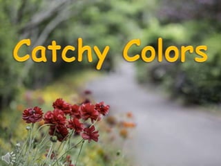Catchy colors (v.m.)