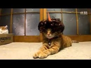 Cat comedy videos