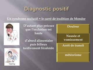 Cat Devant Une Occlusion Intestinale Aigue