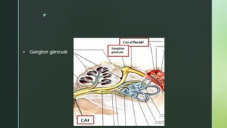 z
 Ganglion géniculé
 