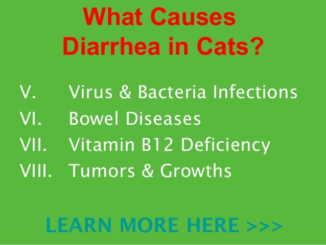 Treating Diarrhea In Cats Caused From Food Change Treating Diarrhea In Cats Caused From Food Change