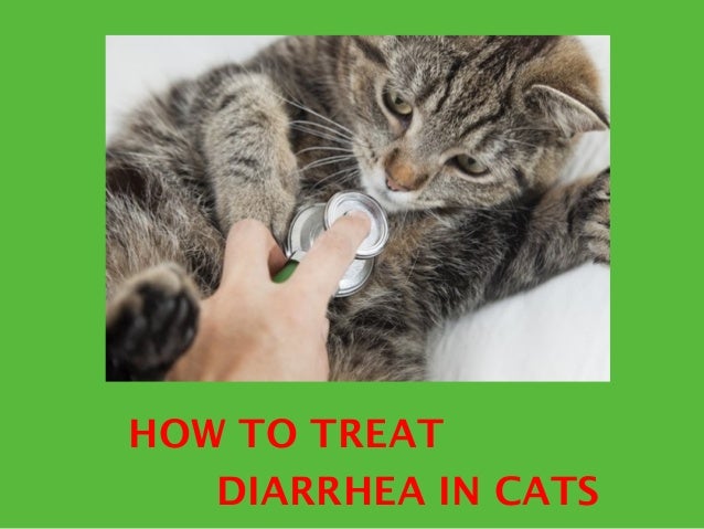 Cat With Food Allergies And Diarrhea Cat With Food Allergies And Diarrhea