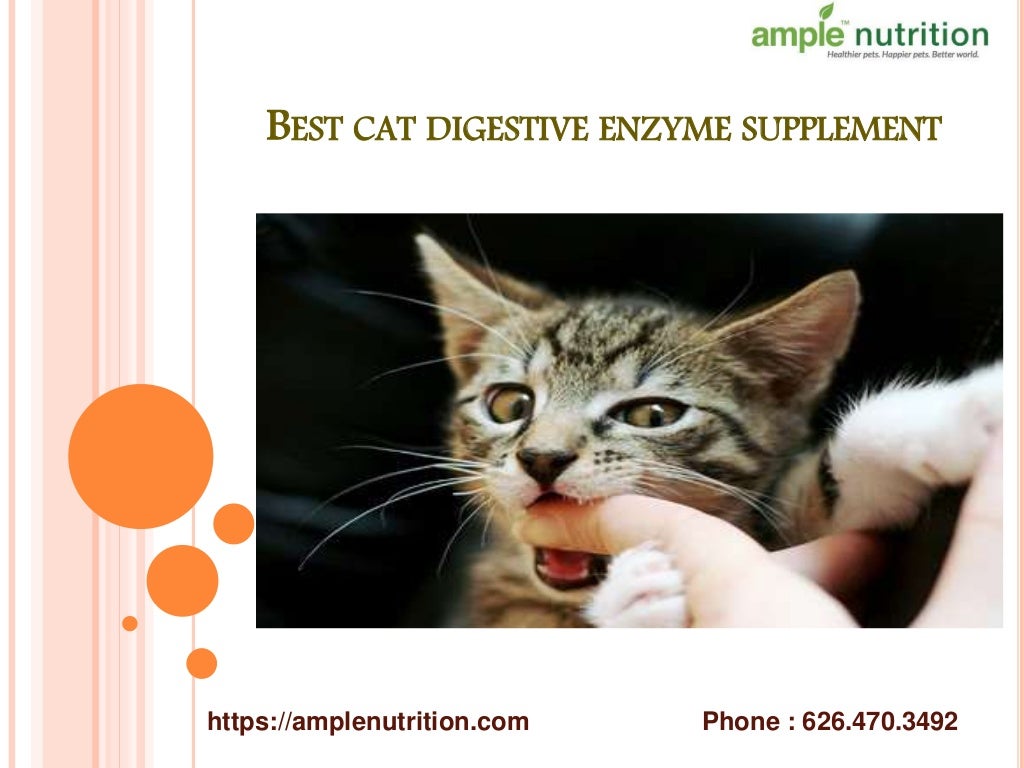 Best Cat digestive enzyme supplement