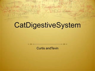 CatDigestiveSystem Curtis andTevin 