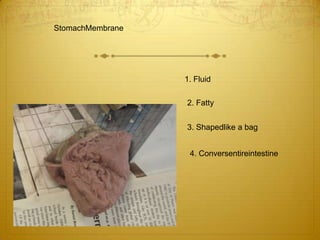 StomachMembrane1. Fluid2. Fatty3. Shapedlike a bag4. Conversentireintestine