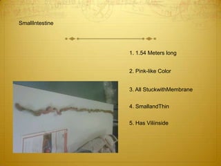 SmallIntestine1. 1.54 Meters long2. Pink-like Color3. All StuckwithMembrane4. SmallandThin5. Has Viliinside