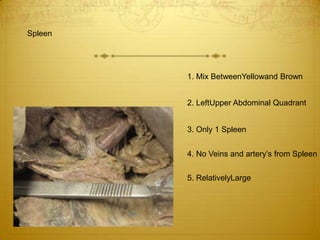 Spleen1. Mix BetweenYellowand Brown2. LeftUpper Abdominal Quadrant3. Only 1 Spleen4. No Veins and artery’s from Spleen5. RelativelyLarge