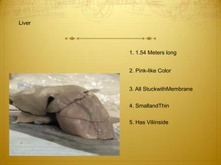 Liver1. 1.54 Meters long2. Pink-like Color3. All StuckwithMembrane4. SmallandThin5. Has Viliinside