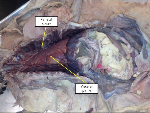 Cat digestive system ee and tw