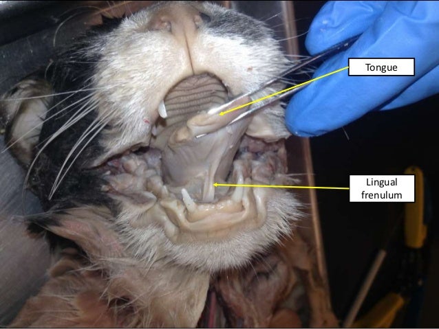 Cat digestive system ee and tw