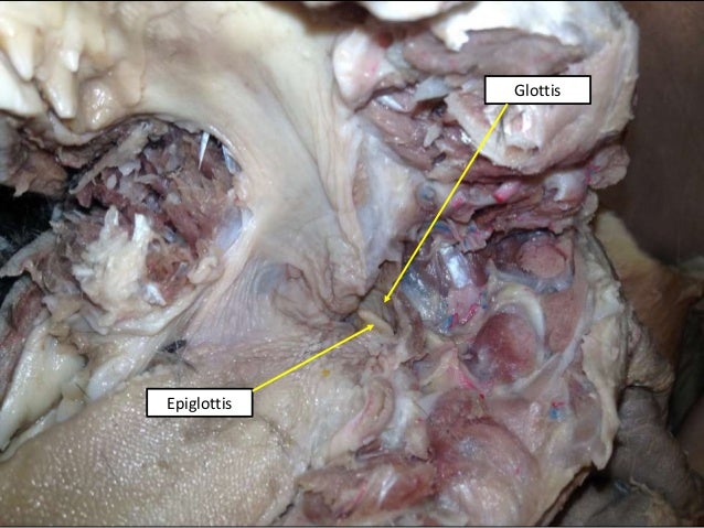 Cat digestive system ee and tw