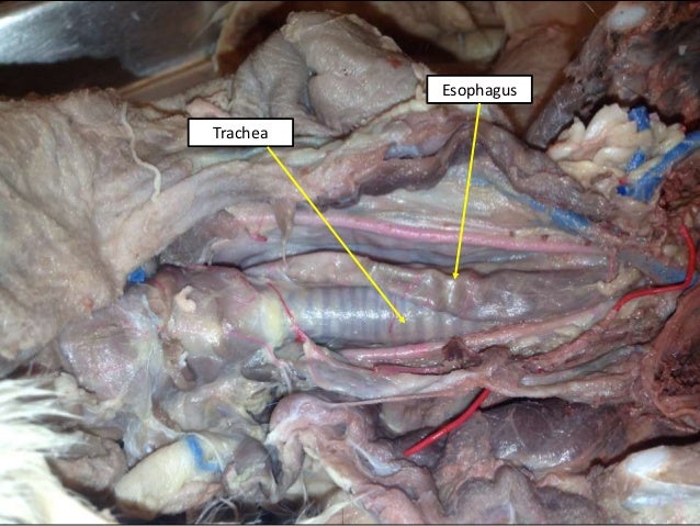 Cat digestive system ee and tw